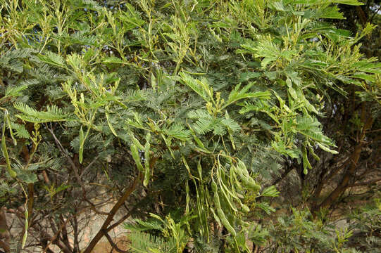 Sivun Acacia deanei subsp. paucijuga (F. Muell. ex N. A. Wakef.) Tindale kuva