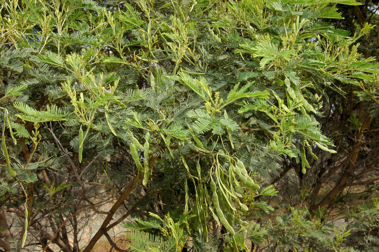 Sivun Acacia deanei subsp. paucijuga (F. Muell. ex N. A. Wakef.) Tindale kuva