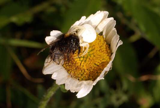 Image of Flower Crab Spiders