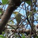 Image of Yellow-headed Warbler