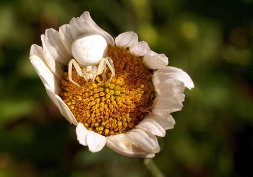 Image of Flower Crab Spiders