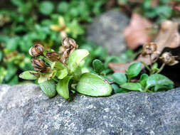 Слика од Veronica repens Clarion ex DC.