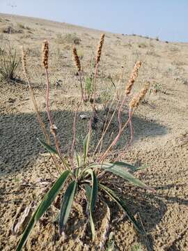 Image of gray pubescent plantain