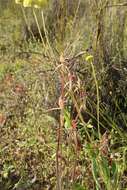 Image of Caladenia ericksoniae Nicholls