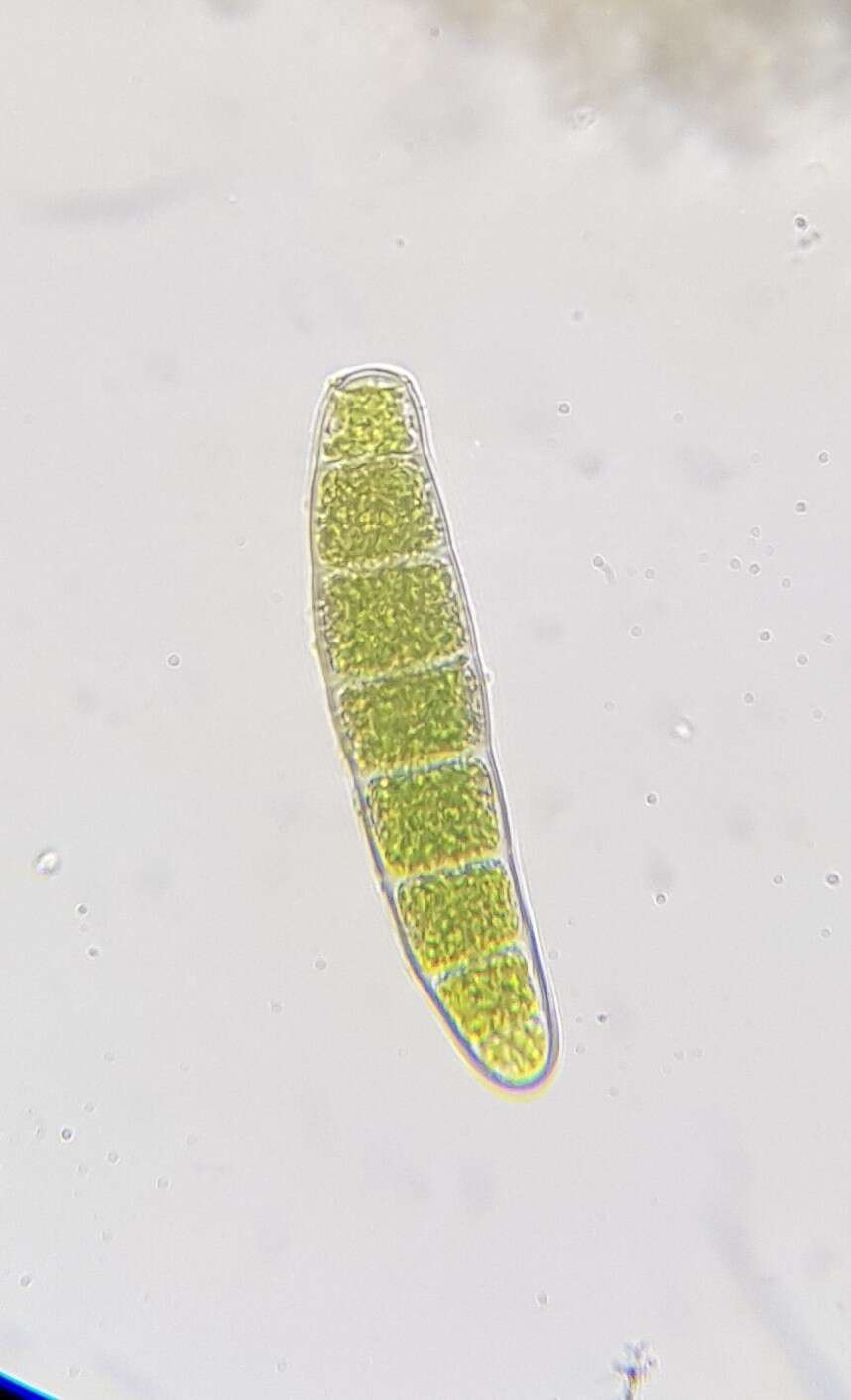 Image of zygodon moss