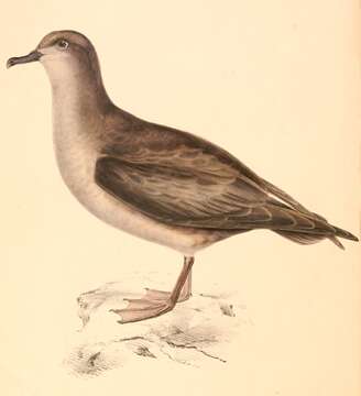 Image of Gray Petrel