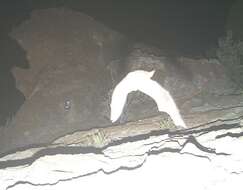 Image of Big-eared Brown Bats