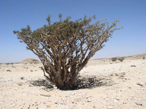 Image of frankincense