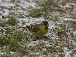 Image of Eurasian Siskin