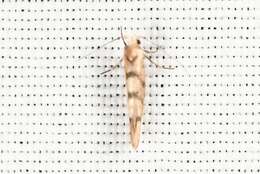 Image of Argyresthia alternatella Kearfott 1908