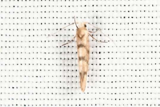 Imagem de Argyresthia alternatella Kearfott 1908