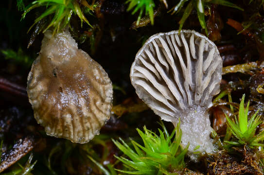 Image of Arrhenia acerosa (Fr.) Kühner 1980