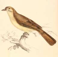 Image of Yellow-bellied Greenbul