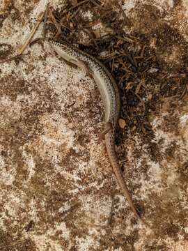 Image of Chalcides ocellatus tiligugu (Gmelin 1789)