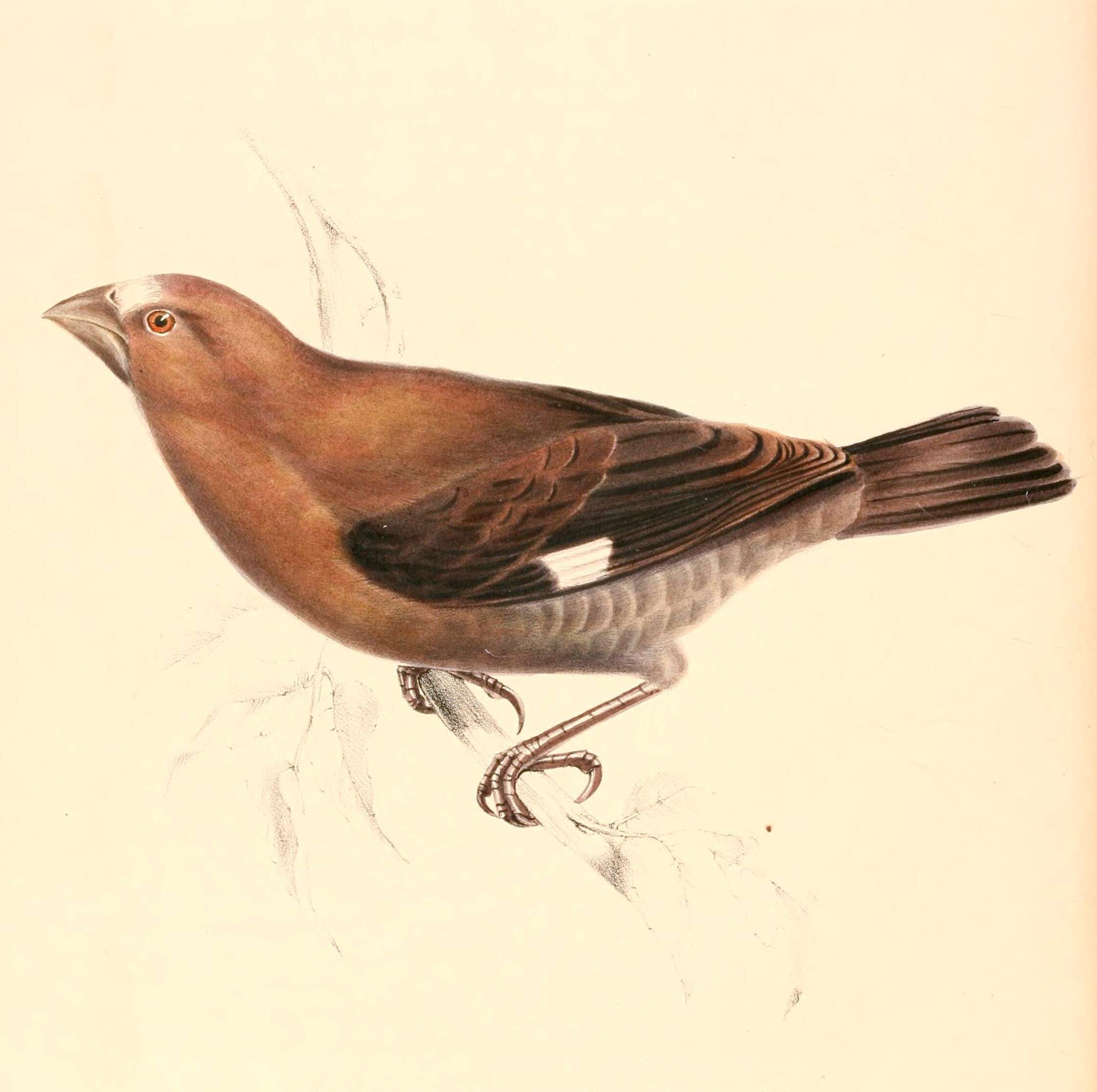 Image of Amblyospiza Sundevall 1850