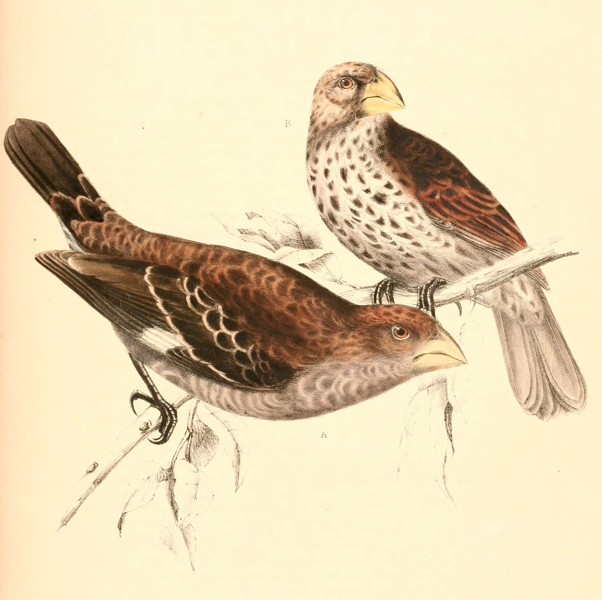 Image of Amblyospiza Sundevall 1850