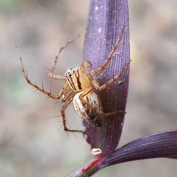 Image of Elegant Lynx Spider