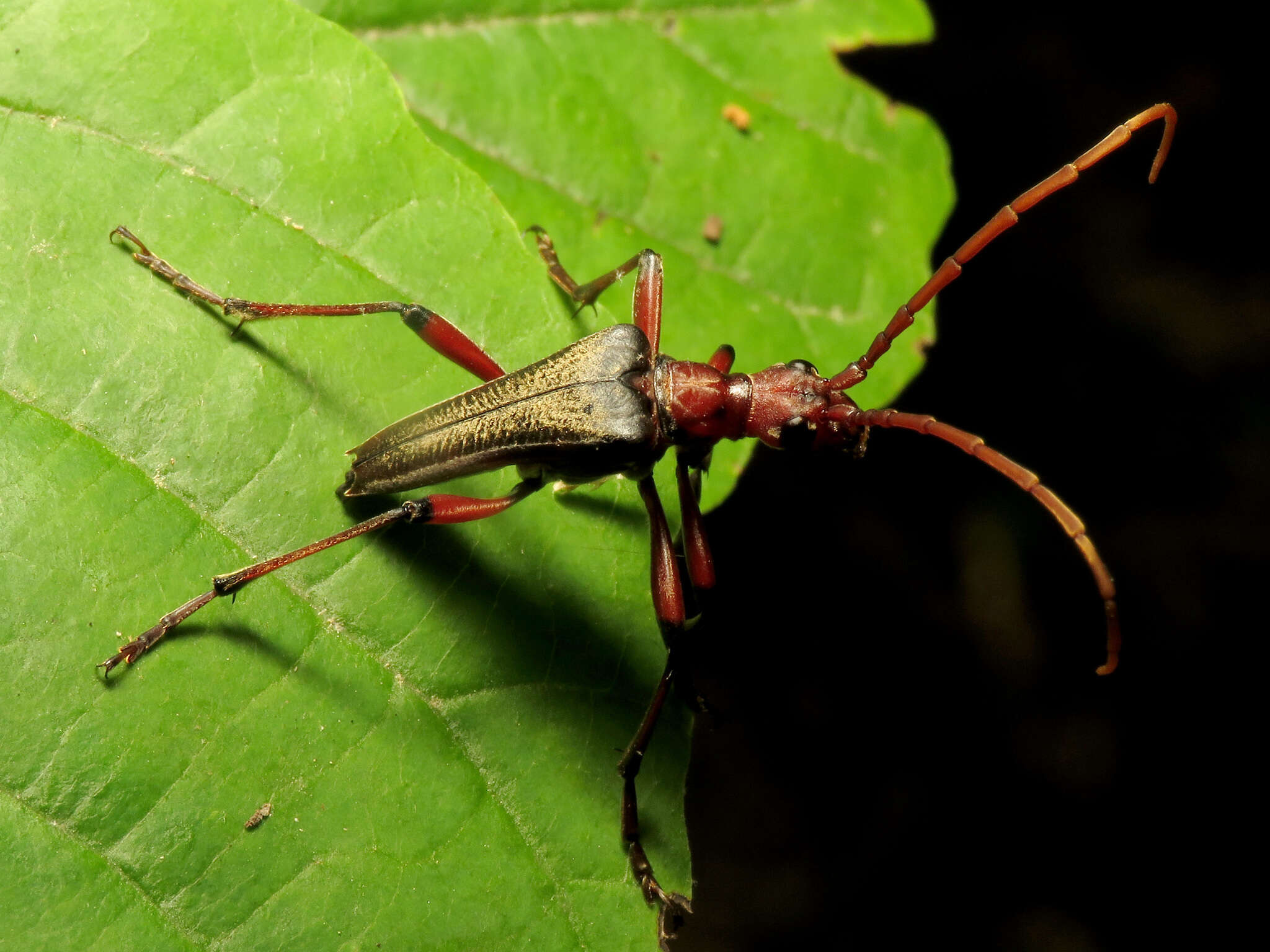 Image of Stenocorus cylindricollis (Say 1824)