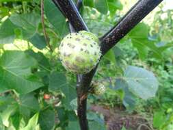 Imagem de Datura metel L.