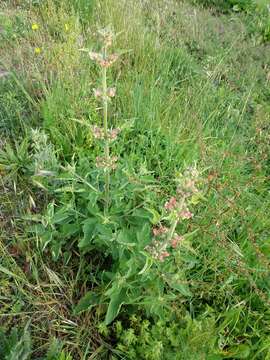 Image of Scrophularia grandiflora DC.