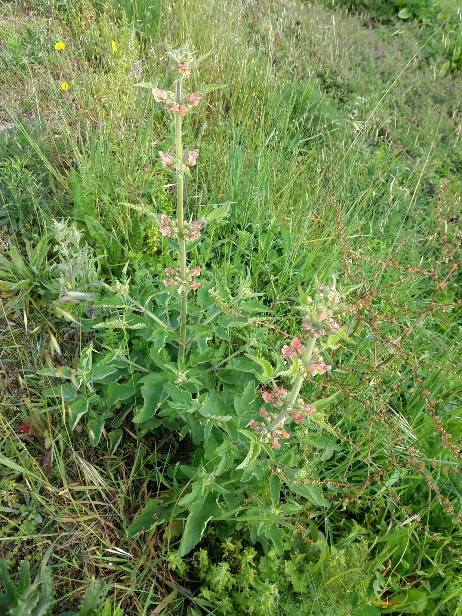 Image of Scrophularia grandiflora DC.