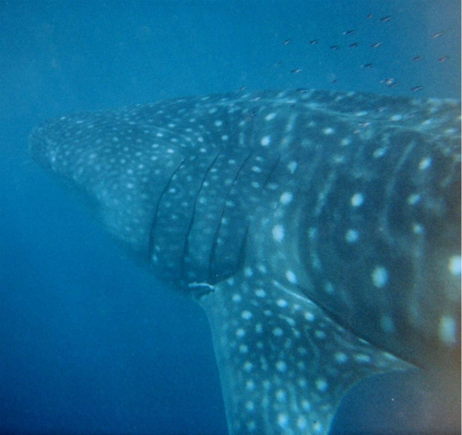 Image of whale sharks