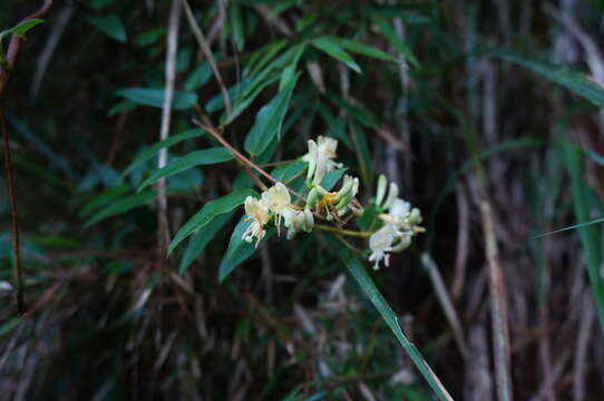 Image de Lonicera acuminata Wall.