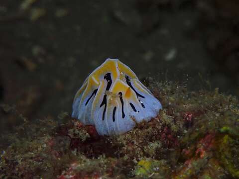 Image of Reticulidia fungia Brunckhorst & Gosliner ex Brunckhorst 1993