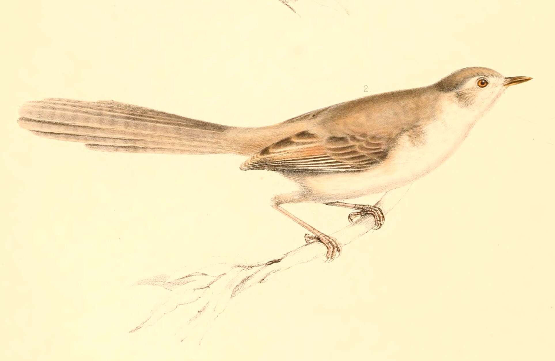 Image of Prinia Horsfield 1821