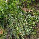 Image of Kickxia spuria subsp. integrifolia (Brot.) R. Fernandes