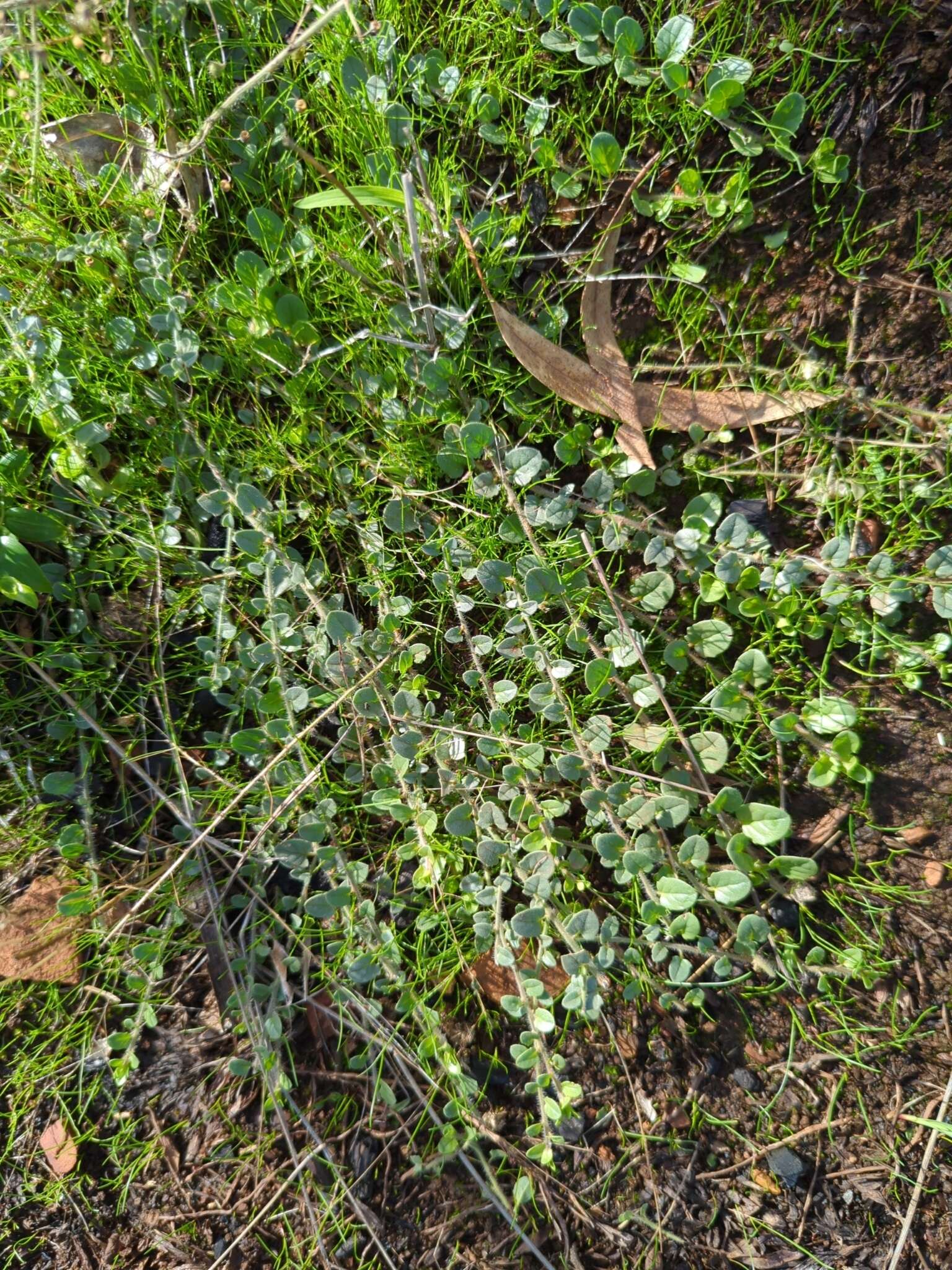 Image of Kickxia spuria subsp. integrifolia (Brot.) R. Fernandes
