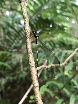 Image of Agriomorpha May 1933