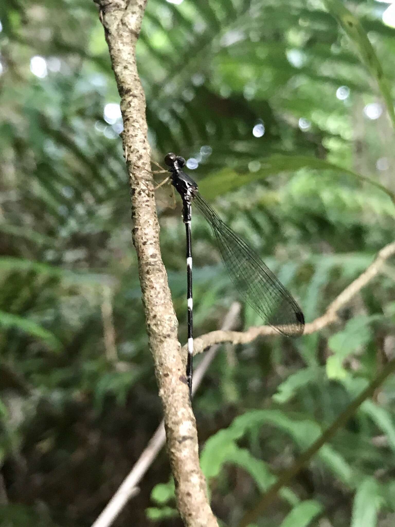 Imagem de Agriomorpha May 1933