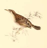 Image of Madagascan Cisticola