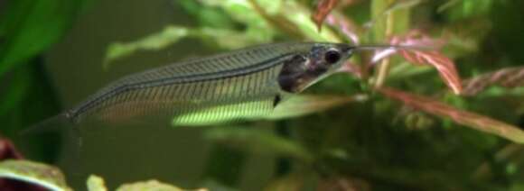 Image of Glass catfish