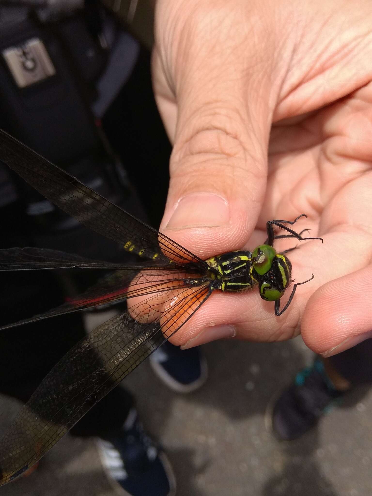 Plancia ëd Chlorogomphus risi Chen 1950