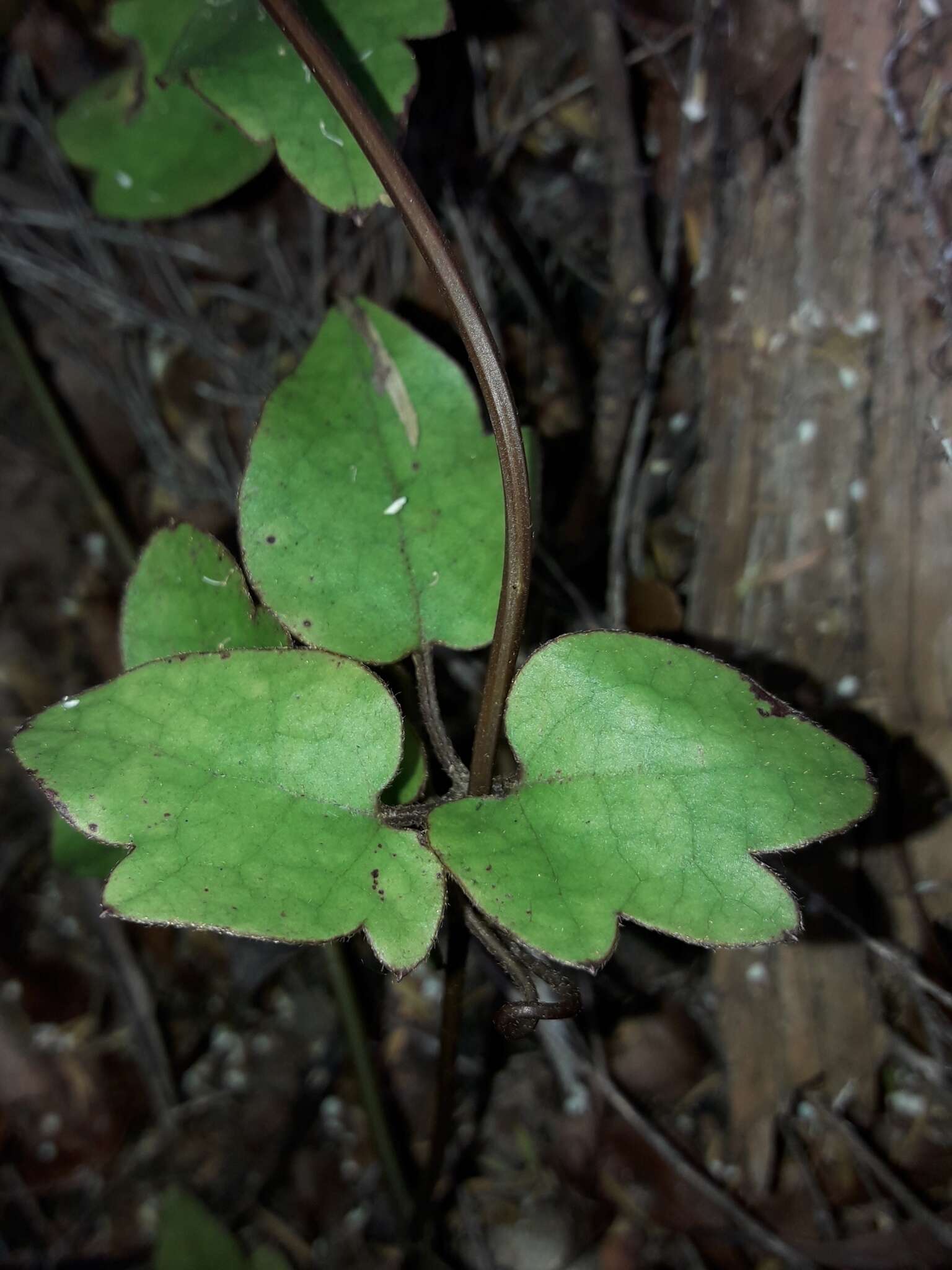 Image of Clematis parviflora A. Cunn.