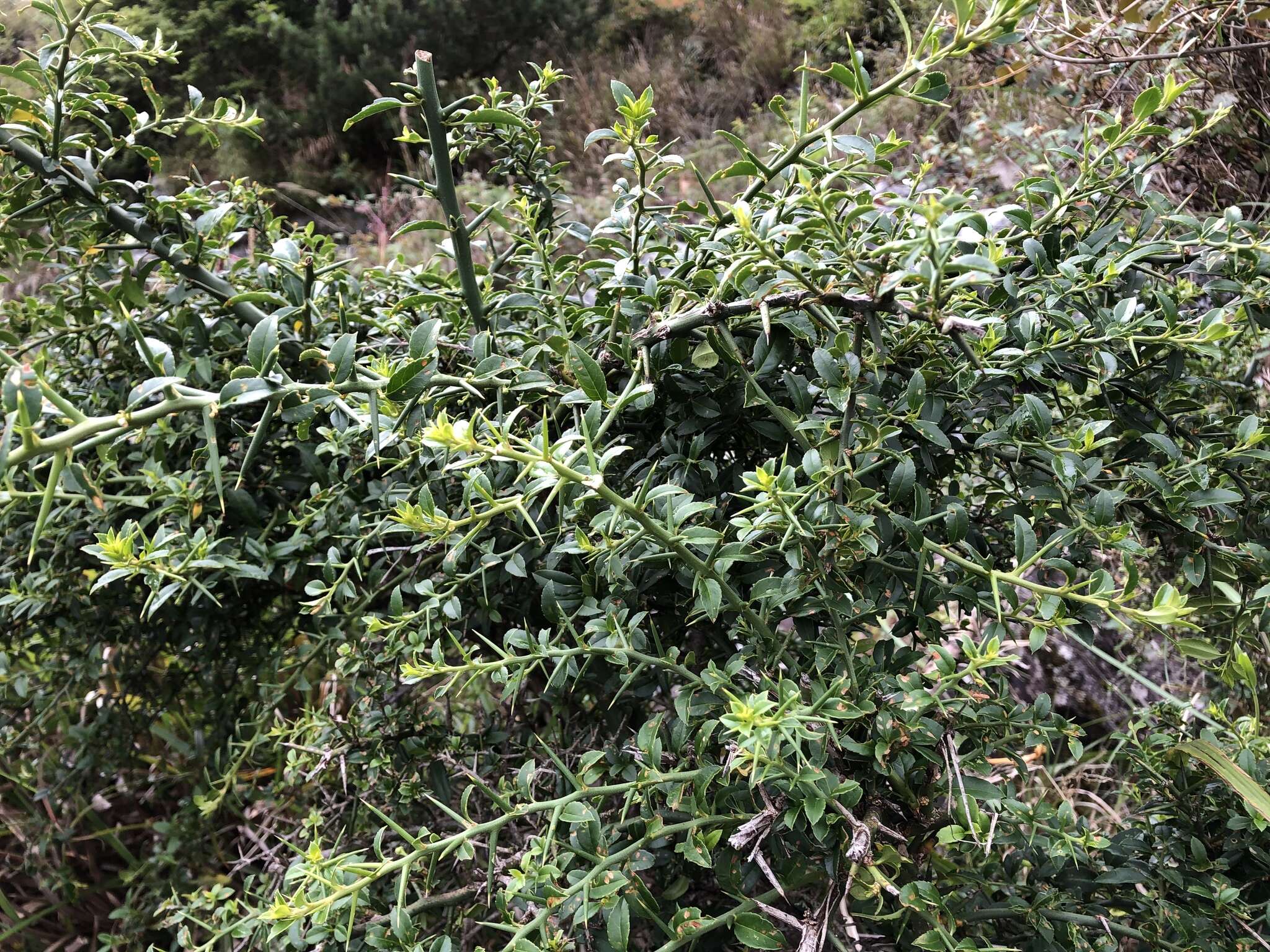 Image of Prinsepia scandens Hayata