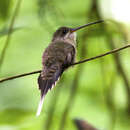 Image of Straight-billed Hermit