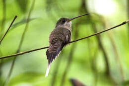 Image of Straight-billed Hermit