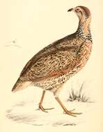 Image of Red-winged Francolin