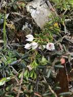 Image of Boronia citriodora subsp. citriodora