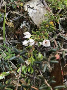 Image of Boronia citriodora subsp. citriodora