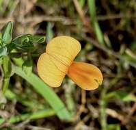 Image of Lathyrus gorgoni Parl.