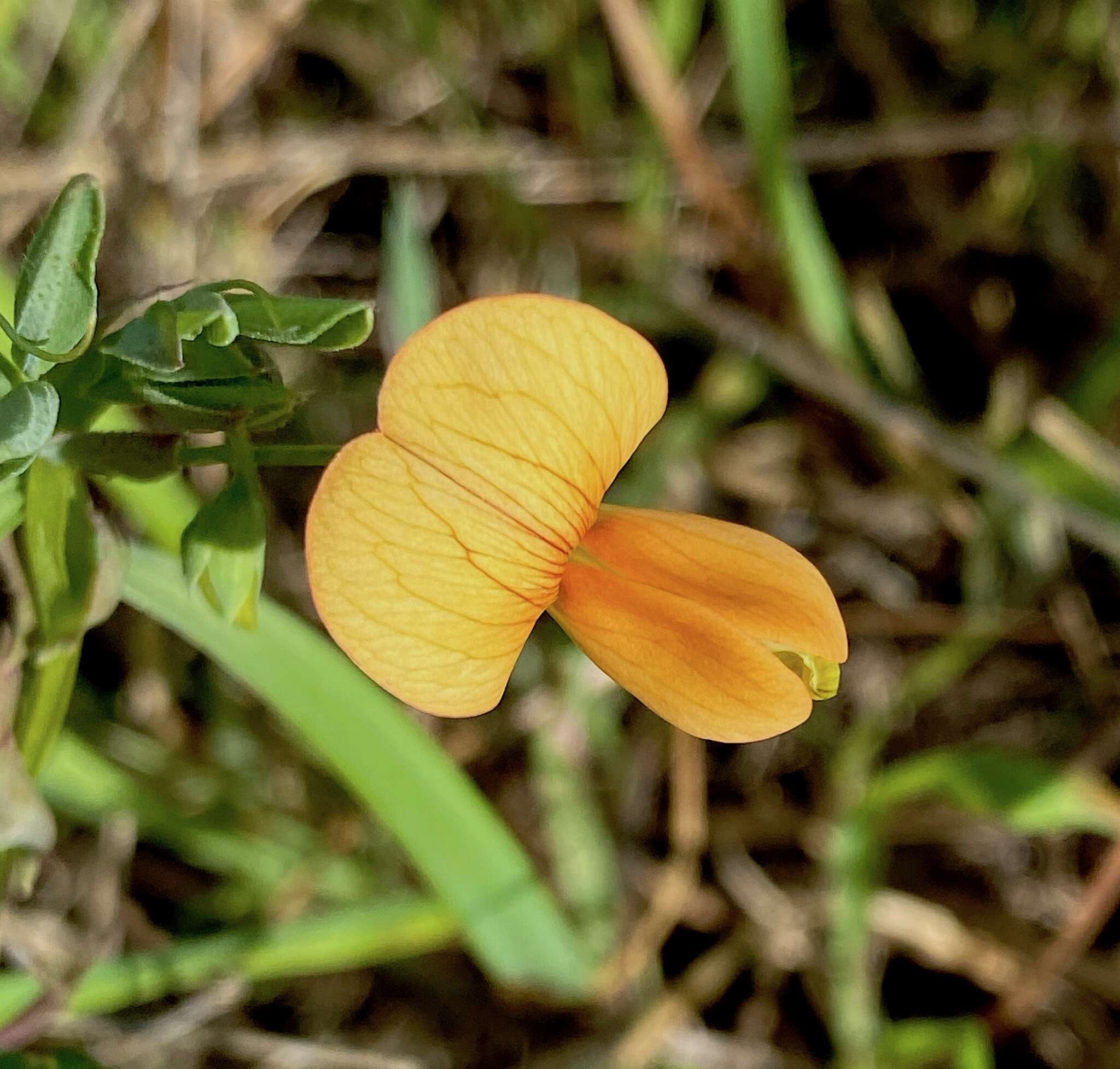 Image of Lathyrus gorgoni Parl.