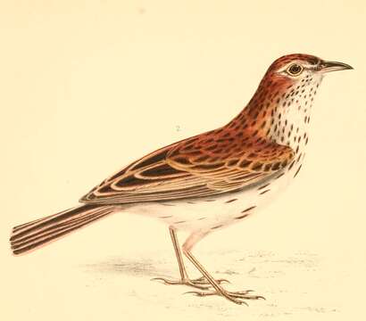 Image of Karoo Lark