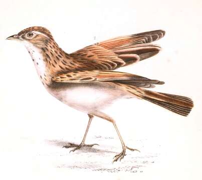 Image of Fawn-colored Lark