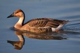 Image of Swan Goose