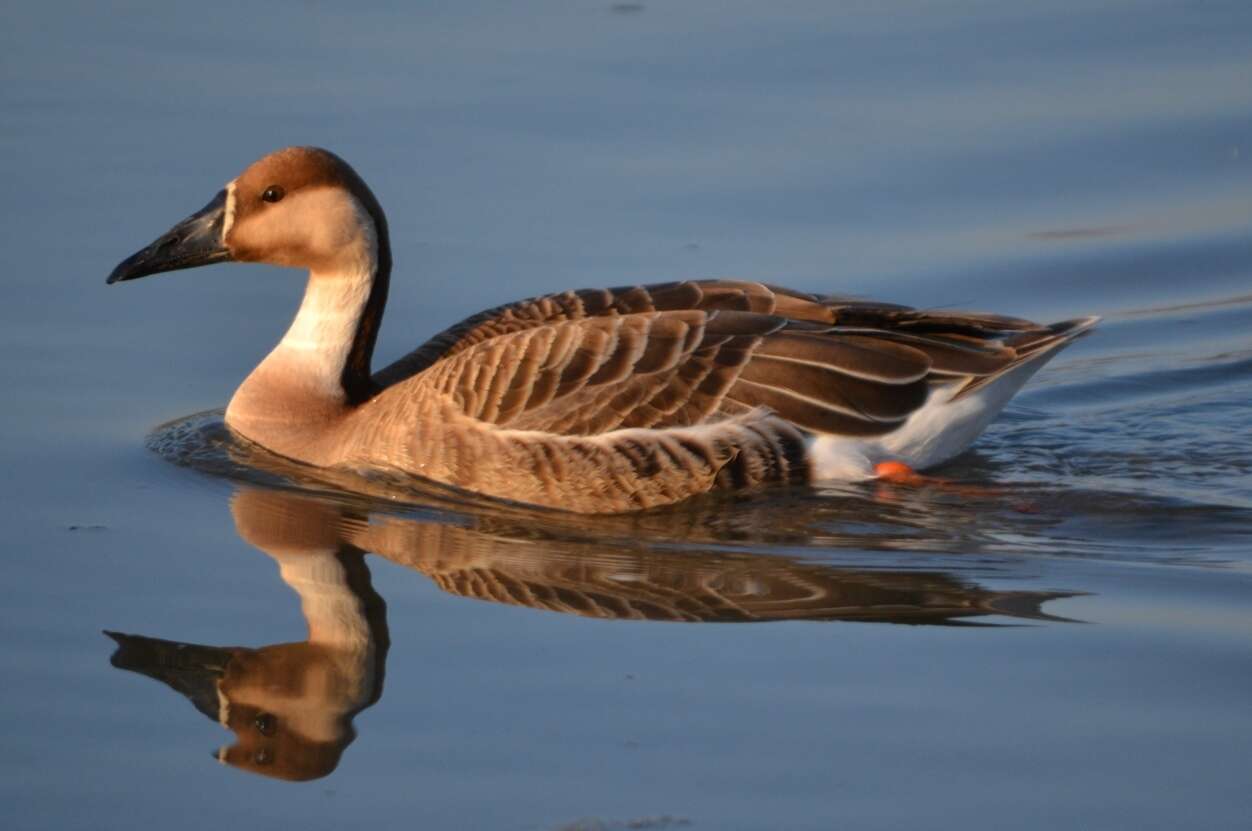 Image of Swan Goose