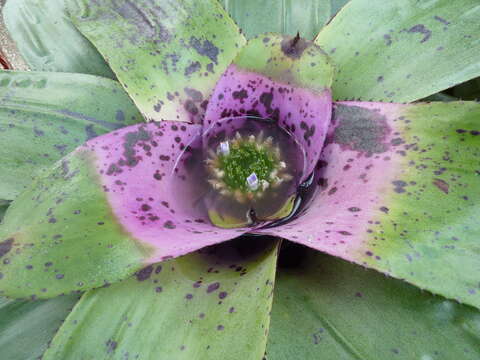 Image of Neoregelia concentrica (Vell.) L. B. Sm.